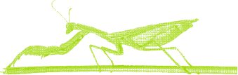 springhaan